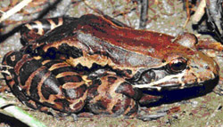 Leptodactylus flavopictus