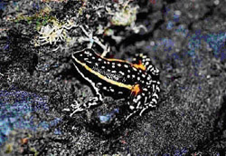 Epipedobates flavopictus