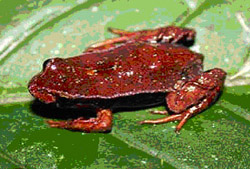 Paratelmatobius gaigeae