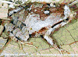 Physalaemus maculiventris