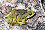 Scinax fuscovarius