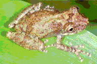 Scinax perpusillus