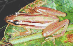 Scinax squalirostris