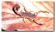 Tityus serrulatus