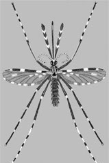 Mosquito