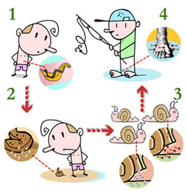Ciclo da esquistossomose